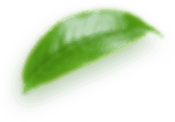 Iztac Mexican Restaurant Leaves